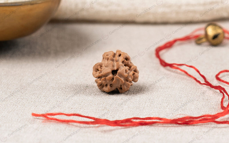 Natural 3 Mukhi Rudraksha (Nepali)