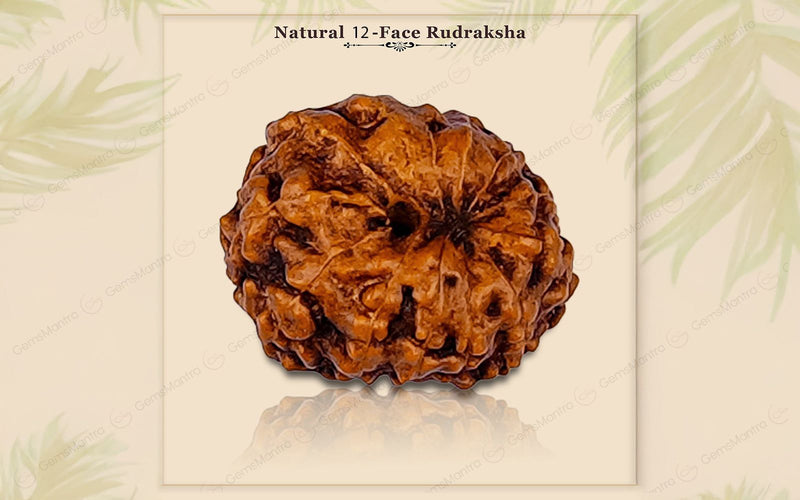 Natural 12 Mukhi Rudraksha (Indo)