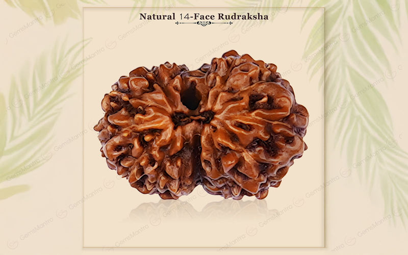 Natural 14 Mukhi Rudraksha (Indo)