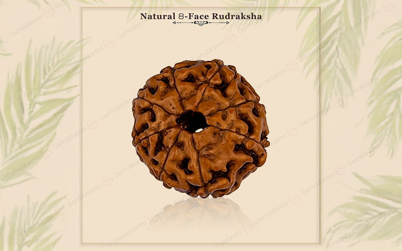 Natural 8 Mukhi Rudraksha (Indo)