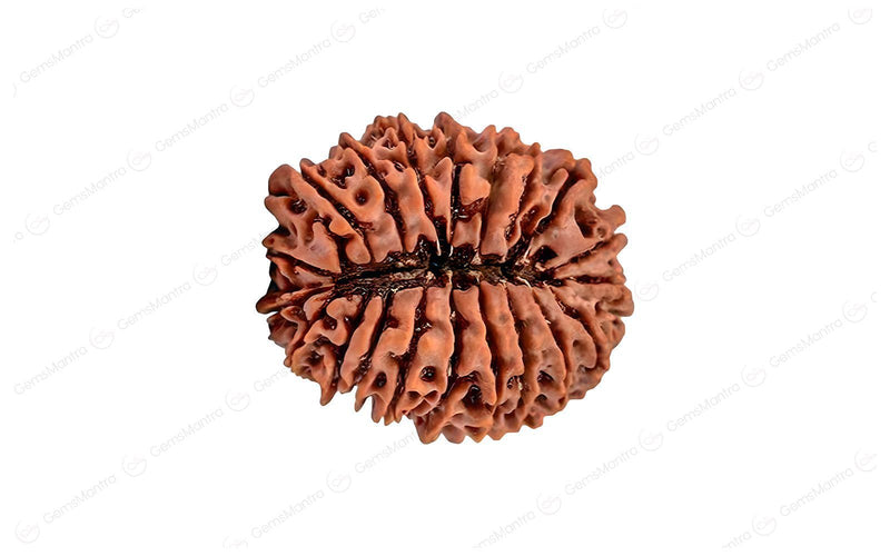 Natural 20 Mukhi Rudraksha (Nepali)