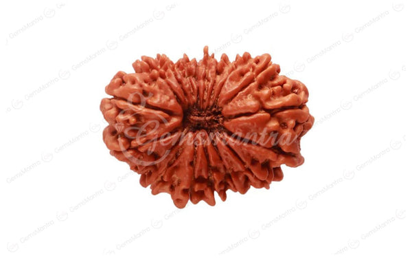 Natural 18 Mukhi Rudraksha (Nepali)