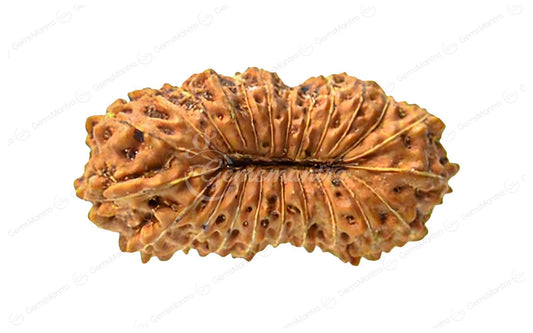 Natural 23 Mukhi Rudraksha (Nepali)