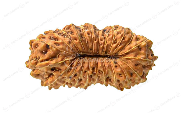 Natural 23 Mukhi Rudraksha (Nepali)