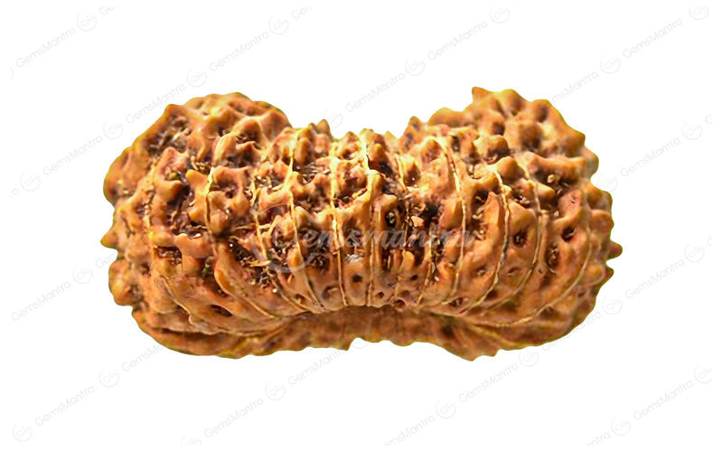 Natural 23 Mukhi Rudraksha (Nepali)