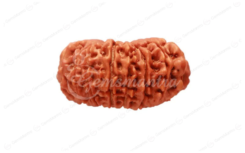 Natural 18 Mukhi Rudraksha (Nepali)