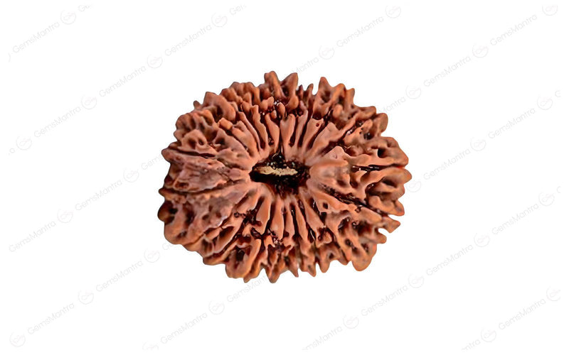 Natural 20 Mukhi Rudraksha (Nepali)