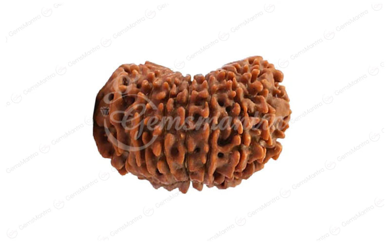 Natural 17 Mukhi Rudraksha (Nepali)
