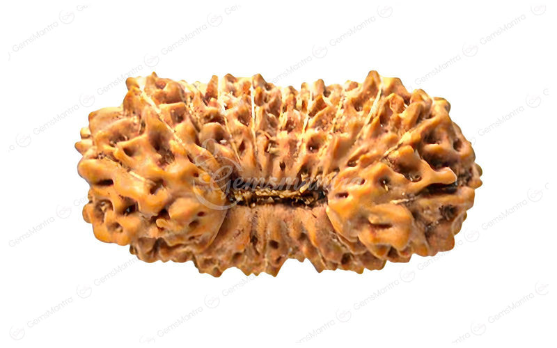Natural 23 Mukhi Rudraksha (Nepali)