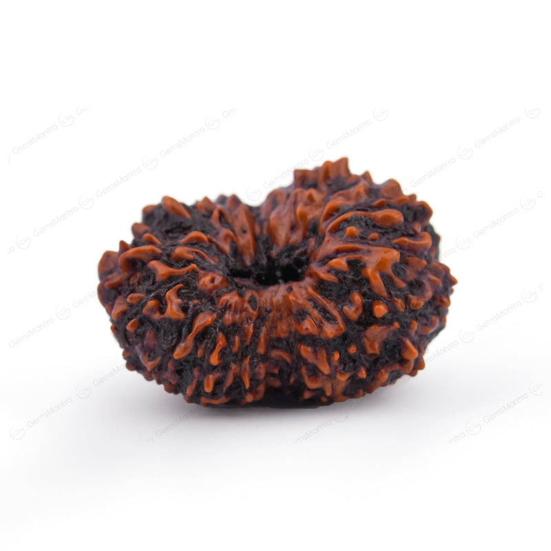Natural 17 Mukhi Natural Rudraksha (Indo)