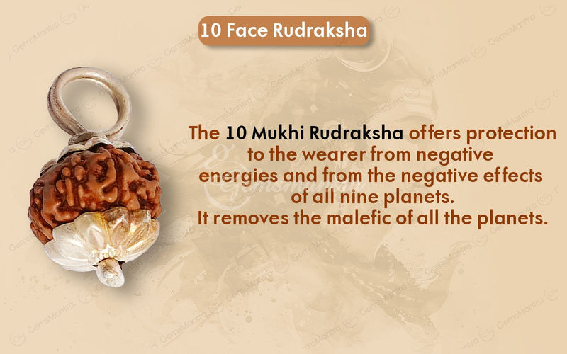 Natural 10 Mukhi Rudraksha (Indo)