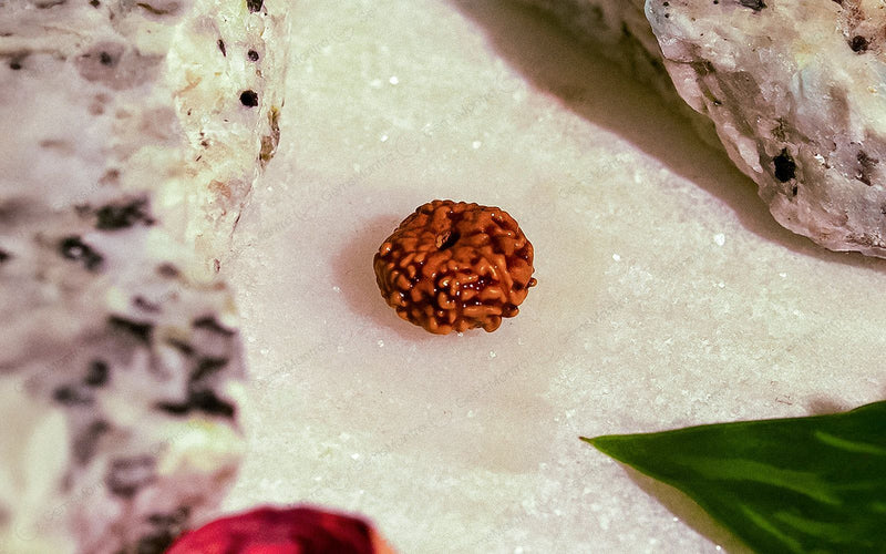 Natural 10 Mukhi Rudraksha (Indo)