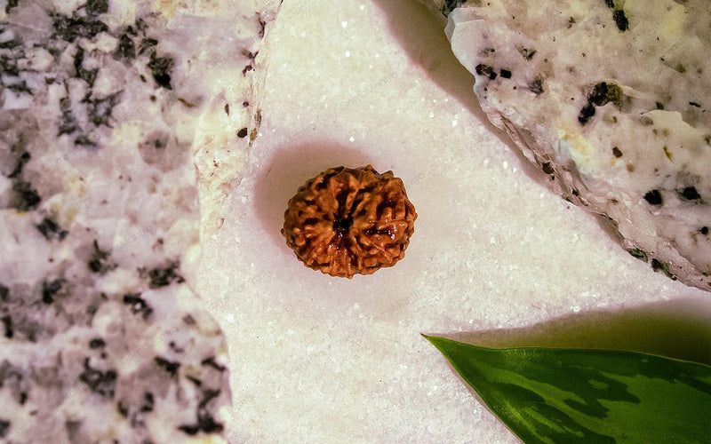 Natural 12 Mukhi Rudraksha (Indo)
