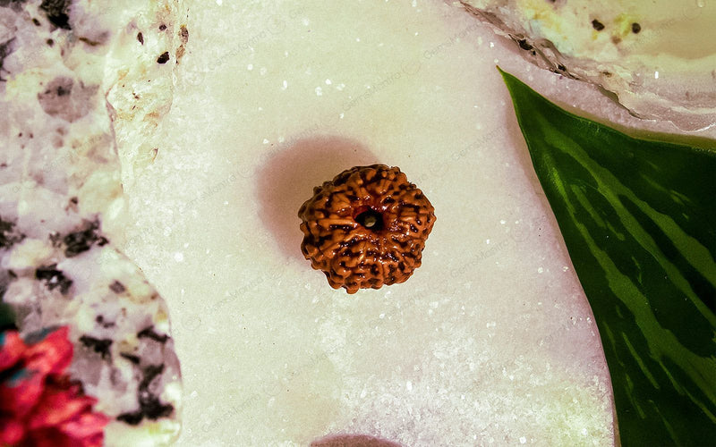 Natural 11 Mukhi Rudraksha (Indo)