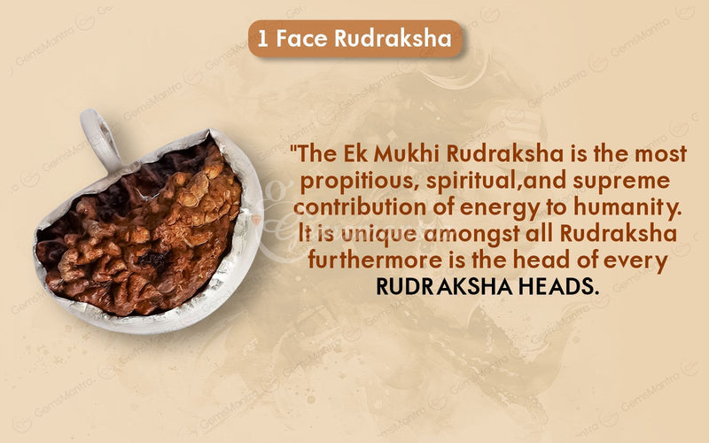 Natural 1 Mukhi Rudraksha (with Silver Pendant) - Indian