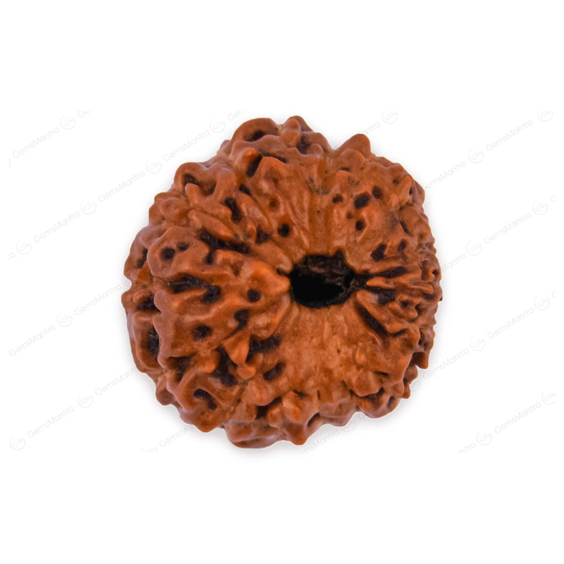 Natural 16 Mukhi Natural Rudraksha