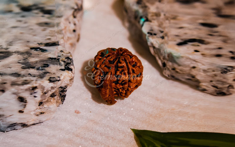 Natural Ganesha Rudraksha