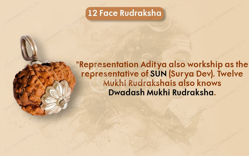 Natural 12 Mukhi Rudraksha (Indo)