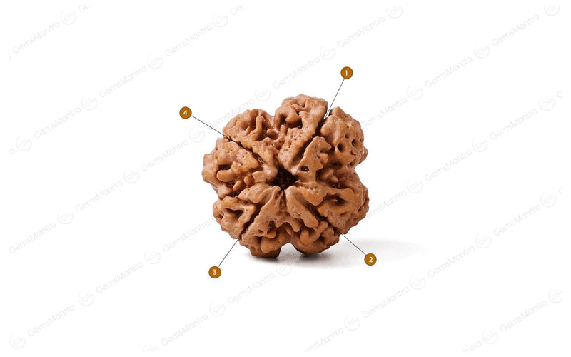 Natural 4 Mukhi Rudraksha (Nepali)