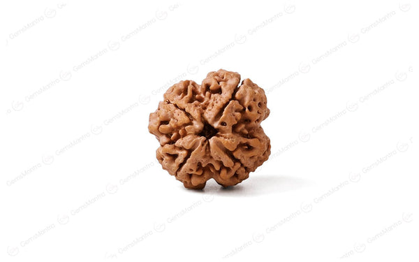 Natural 4 Mukhi Rudraksha (Nepali)