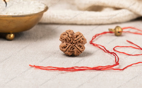 Natural 4 Mukhi Rudraksha (Nepali)