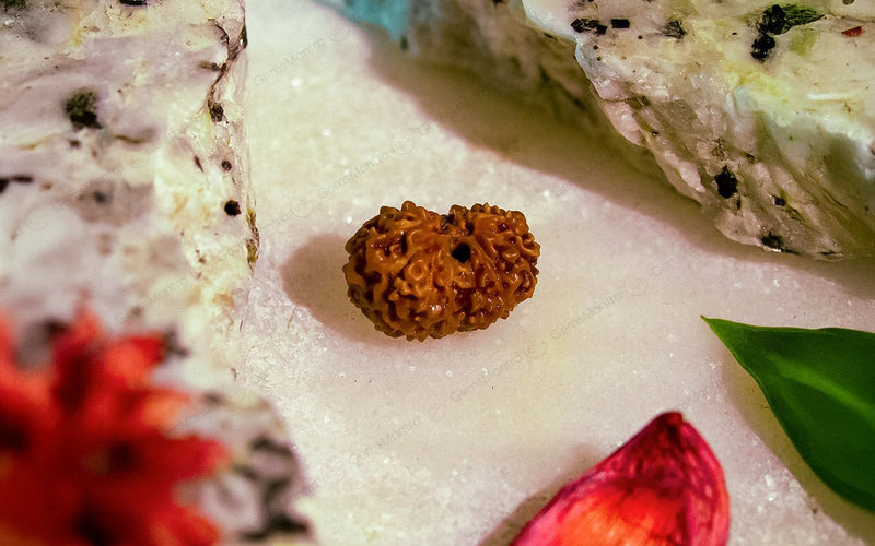 Natural 14 Mukhi Rudraksha (Indo)