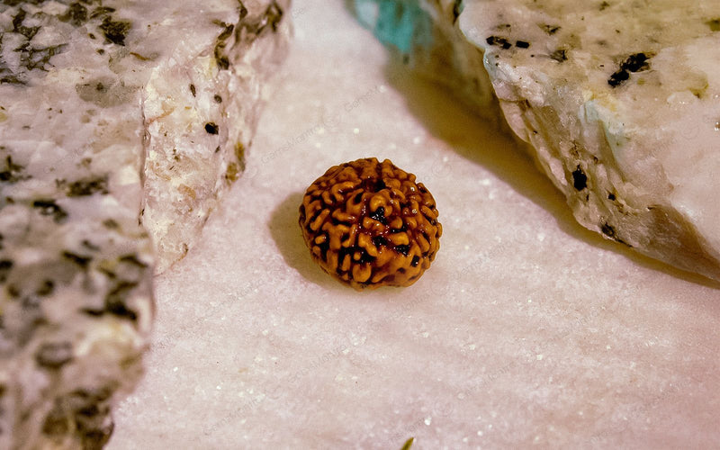 Natural 8 Mukhi Rudraksha (Indo)