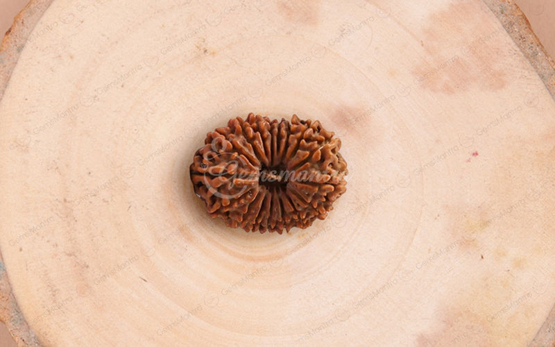 Natural 17 Mukhi Rudraksha (Nepali)