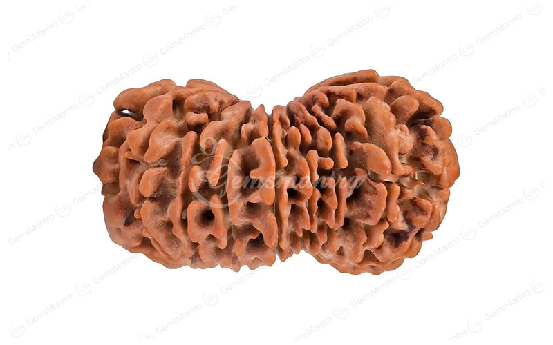 Natural 19 Mukhi Rudraksha (Nepali)