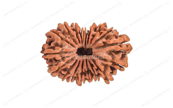 Natural 19 Mukhi Rudraksha (Nepali)