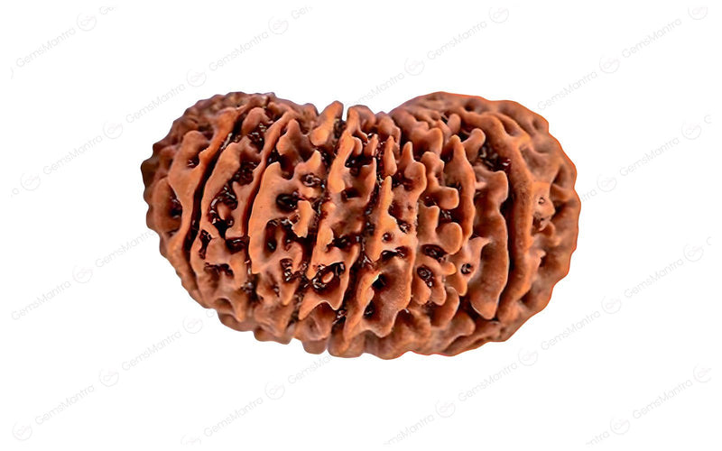 Natural 20 Mukhi Rudraksha (Nepali)