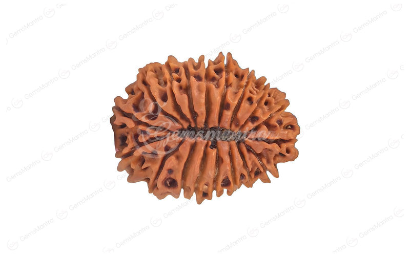 Natural 19 Mukhi Rudraksha (Nepali)