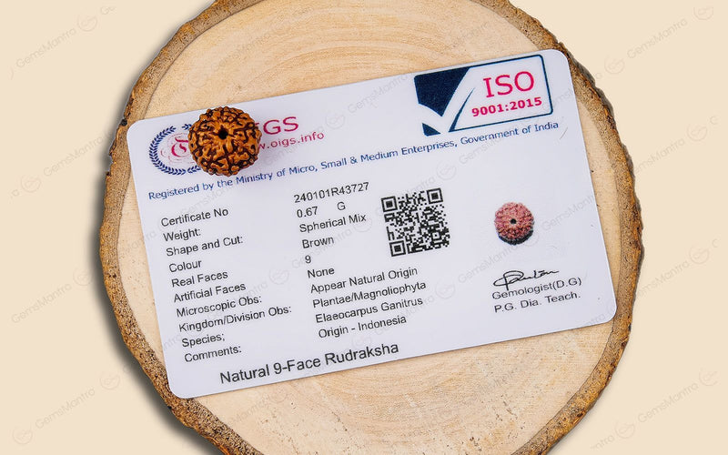 Natural 9 Mukhi Rudraksha (Indo)
