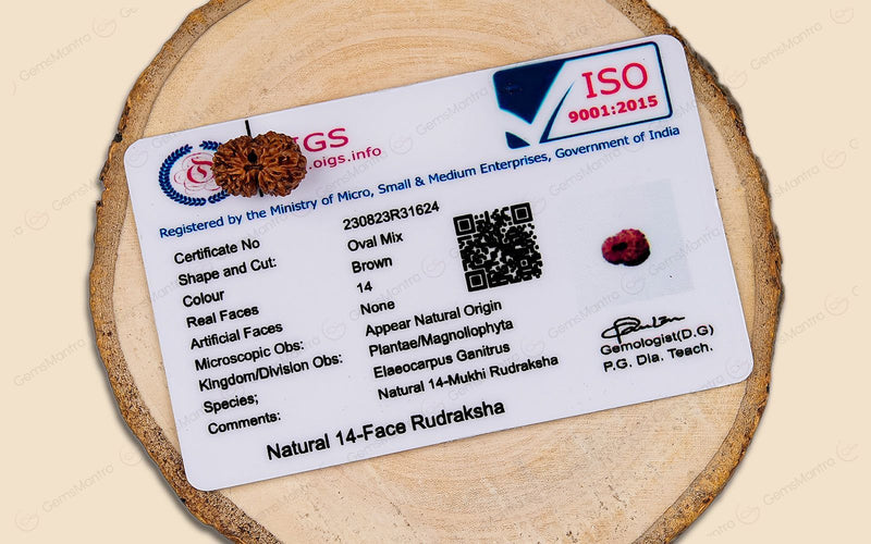 Natural 14 Mukhi Rudraksha (Indo)
