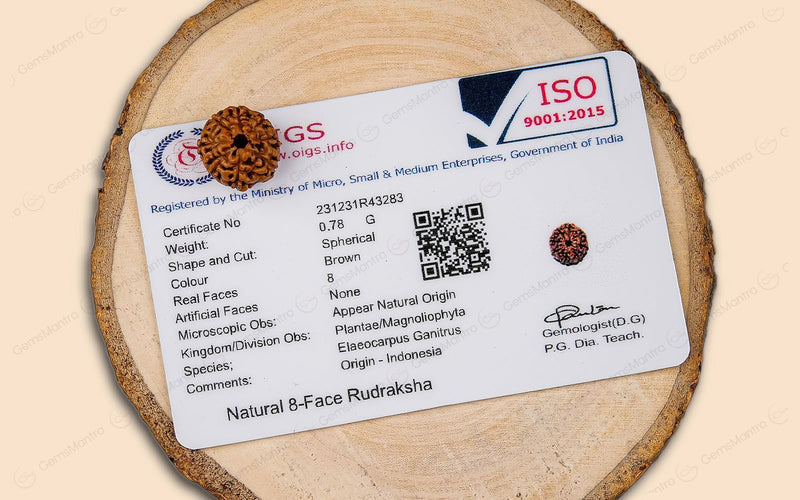 Natural 8 Mukhi Rudraksha (Indo)