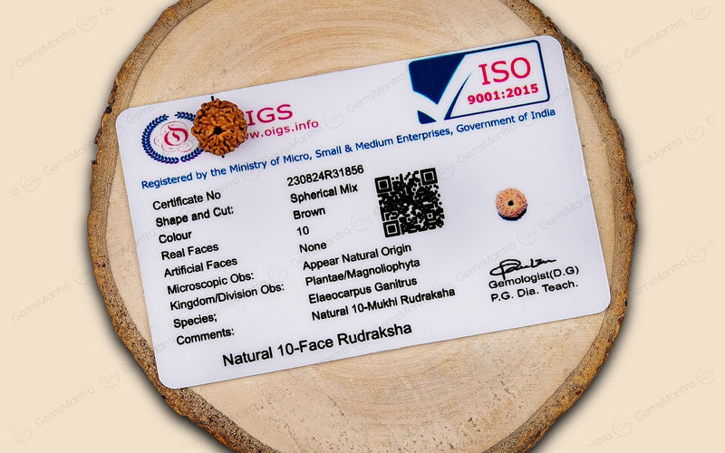 Natural 10 Mukhi Rudraksha (Indo)