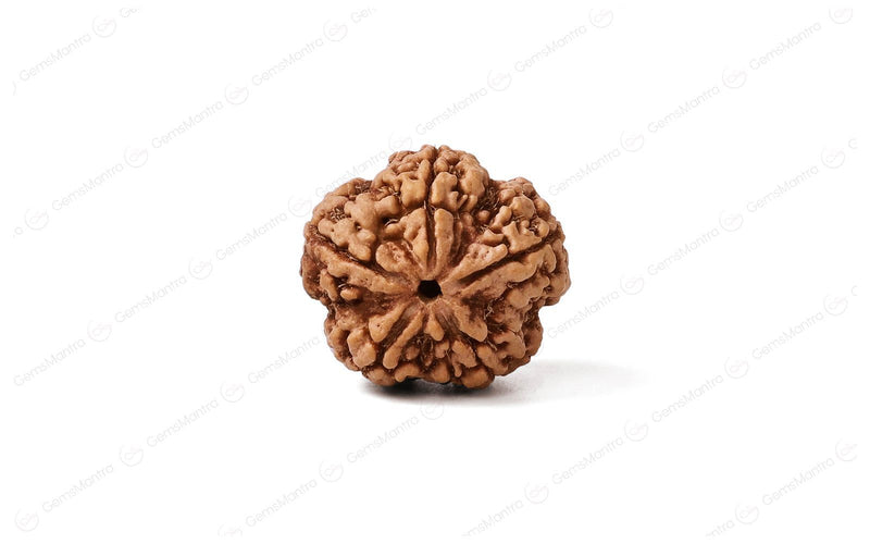Natural 5 Mukhi Rudraksha (Nepali)