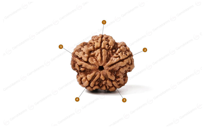 Natural 5 Mukhi Rudraksha (Nepali)