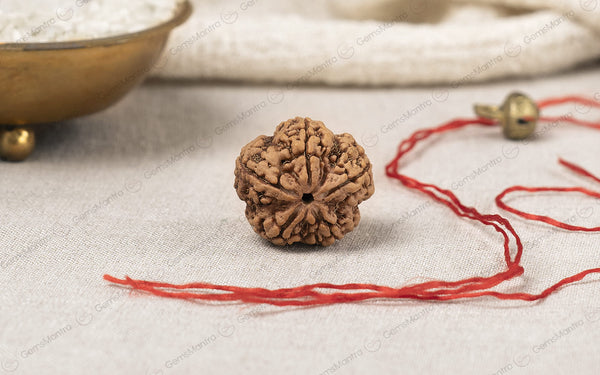 Natural 5 Mukhi Rudraksha (Nepali)