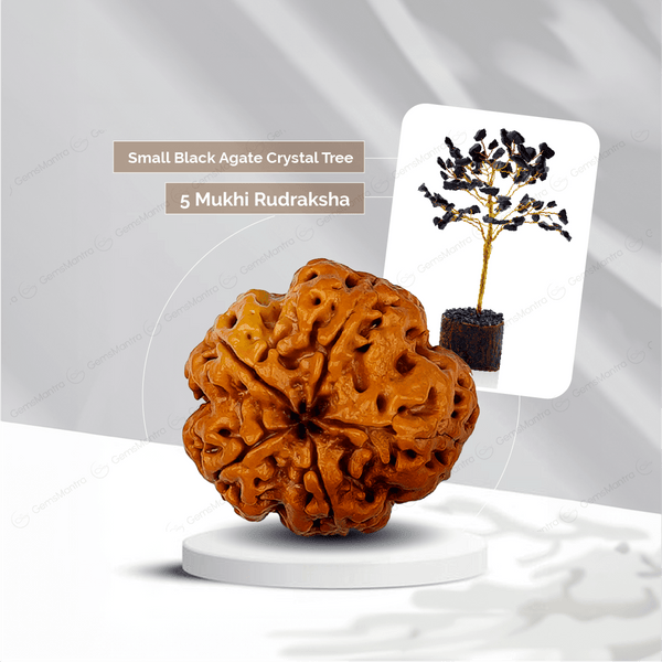 5 Mukhi Rudraksha + Small Black Agate Crystal Tree