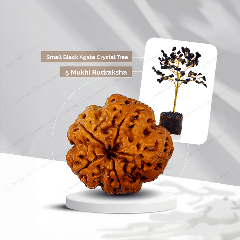 5 Mukhi Rudraksha + Small Black Agate Crystal Tree