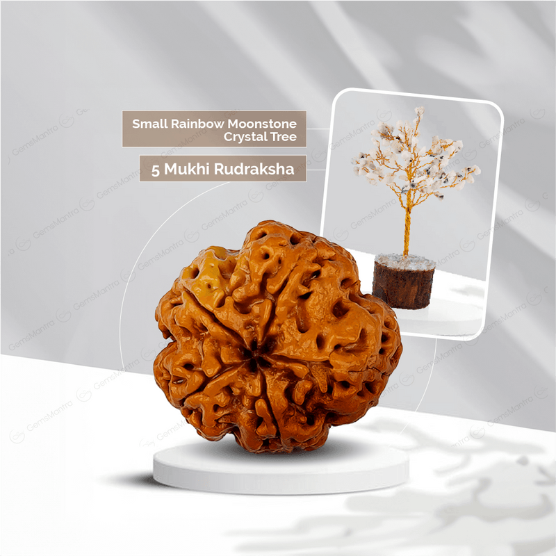 5 Mukhi Rudraksha + Small Rainbow Moonstone Crystal Tree