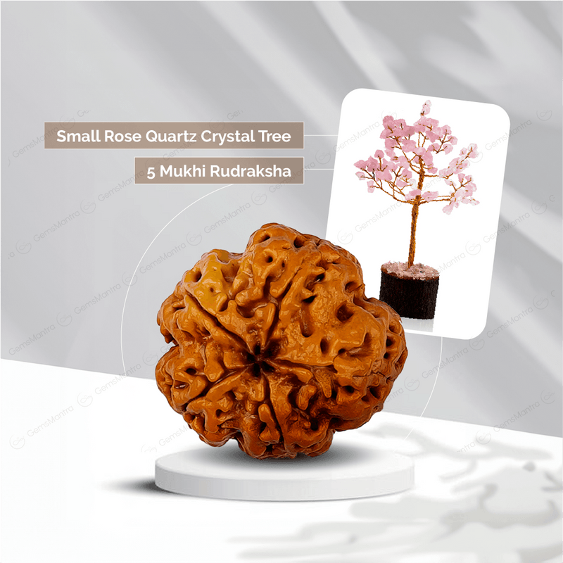 5 Mukhi Rudraksha + Small Rose Quartz Crystal Tree