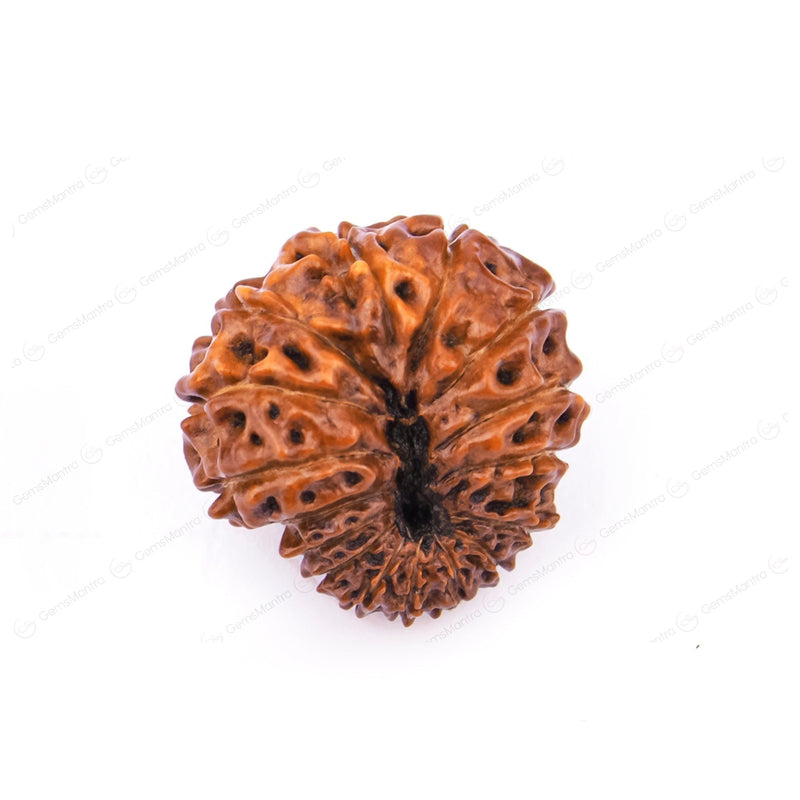 Natural 16 Mukhi Natural Rudraksha