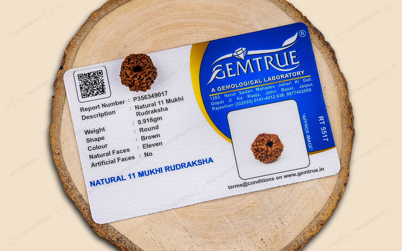Natural 11 Mukhi Rudraksha (Indo)