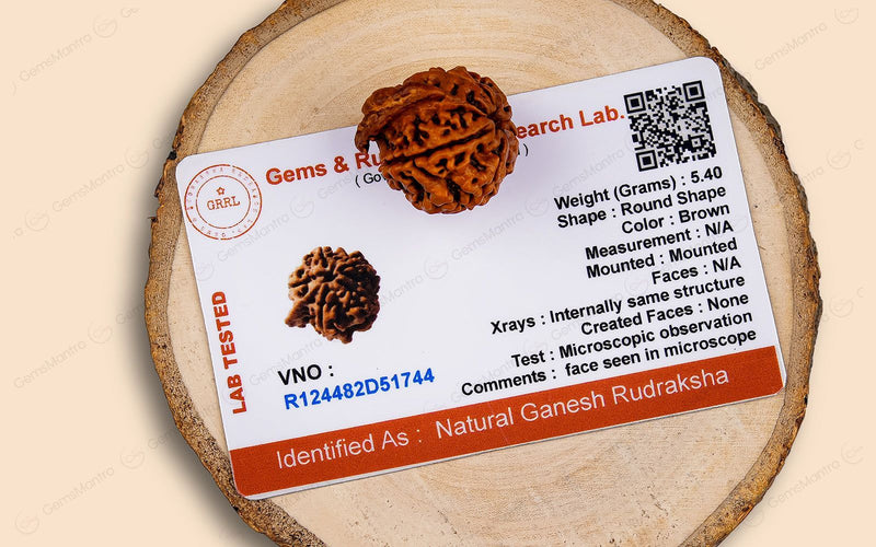 Natural Ganesha Rudraksha