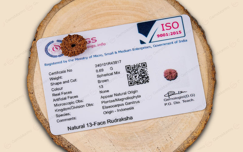 Natural 13 Mukhi Rudraksha (Indo)