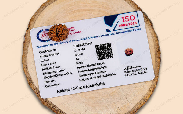 Natural 12 Mukhi Rudraksha (Indo)