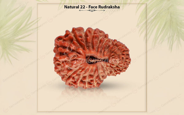 Natural 22 Mukhi Rudraksha (Nepali)