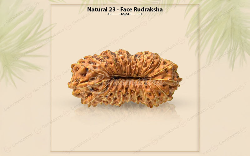 Natural 23 Mukhi Rudraksha (Nepali)